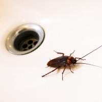cockroach in a sink