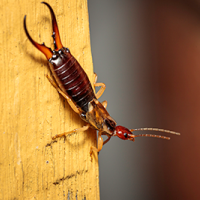 close up of an earwig on a piece of wood
