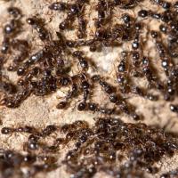 small black ants on concrete