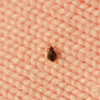 small bed bug on a pink knit fabric