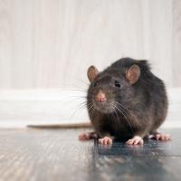rodent on the hardwood floor
