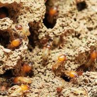 close up of termites eating a piece of wood