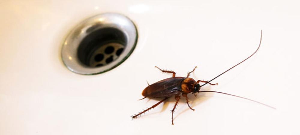 cockroach in a sink