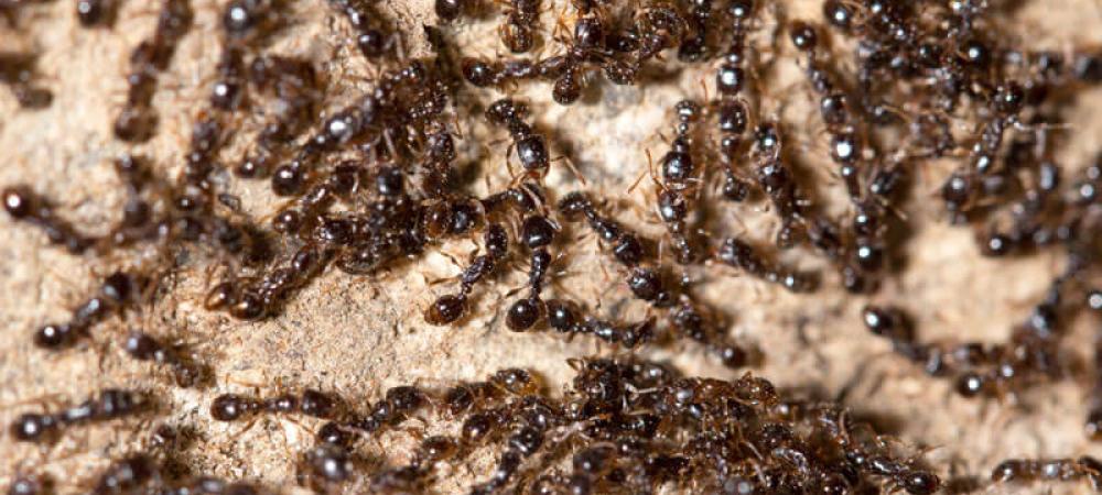 small black ants on concrete