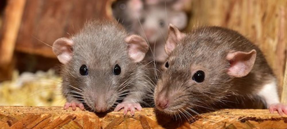 three rats sitting on a piece of wood