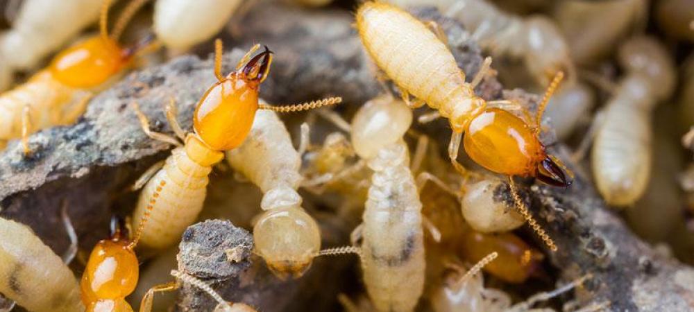 close up on a group of termites