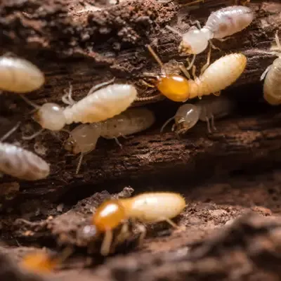 termites