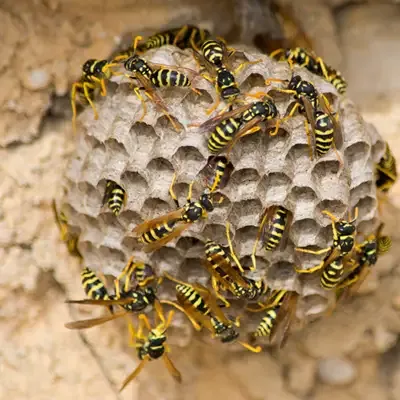 wasp nest