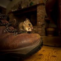 mouse on a boot