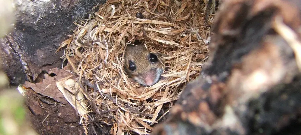 mouse coming out of a mouse nest