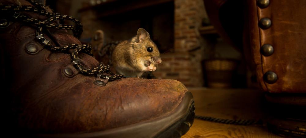 mouse on a boot